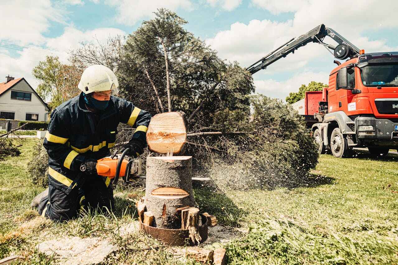 The Steps Involved in Our Tree Care Process in Athens, TN